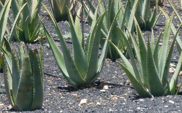 aloe