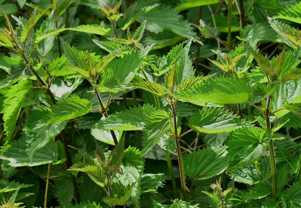 csalán ízületi gyulladásra, csalánok szárai és levelei