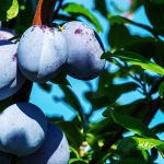 A babérlevél hatása – Természetes fertőzésgátló a konyhában