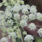 Aranyvesszőfű – A vese természetes védelmezője