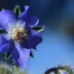 Boróka: A természet gyógyító kincse