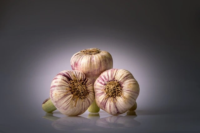Lilás csíkos héjú fokhagymafejek (Allium sativum) sötét háttér előtt