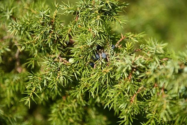 Közönséges boróka (Juniperus communis) ága szúrós tűlevelekkel és érett, sötétkék tobozbogyókkal
