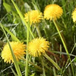 Mogyoró jótékony hatása