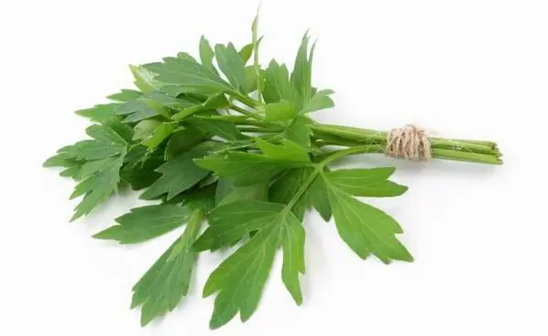 mibe való a lestyán, fehér alapon egy köteg lestyán levél