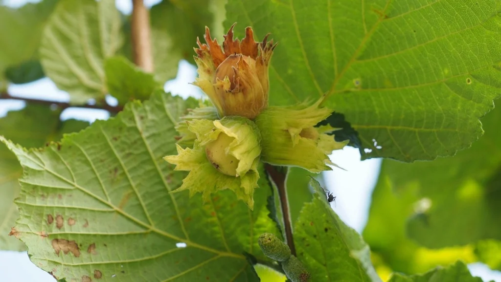 mogyoró jótékony hatása, török mogyoró termése a cserjén