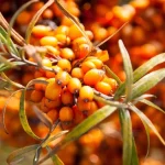 Természetes segítség: 5 gyógynövény puffadás ellen