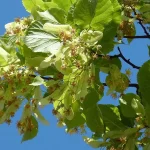 Természetes segítség: 5 gyógynövény puffadás ellen