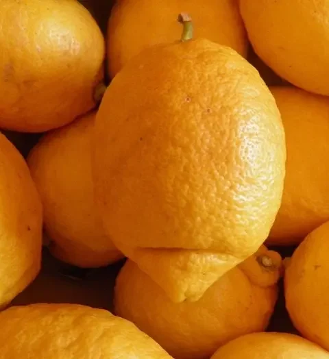 A citrom jótékony hatása a szervezetre