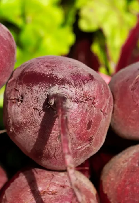 ezek a cékla hatásai a szervezetre
