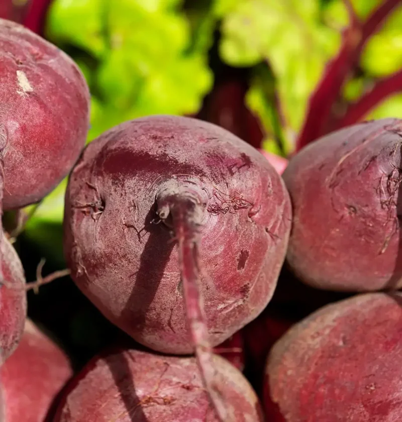 ezek a cékla hatásai a szervezetre